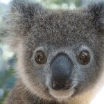 Friends-of-the-Koala-partnerships3-min