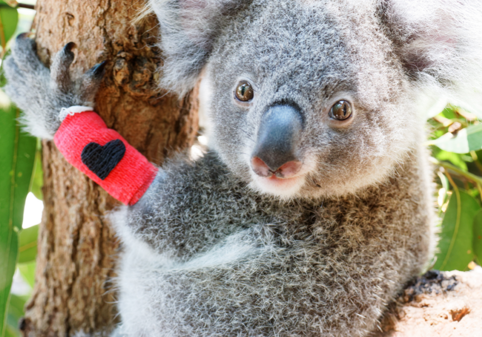 Help us to save more koalas - fundraise for them