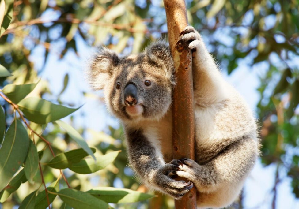 Koala in wild habitat