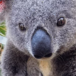 Joey-Buddies-hero-1-min