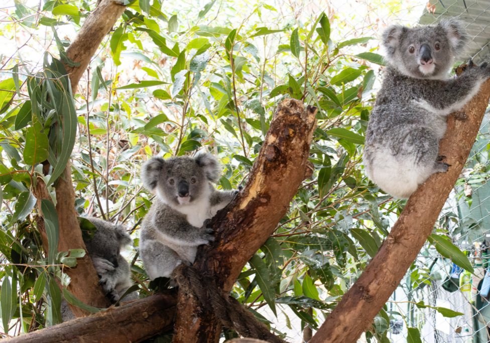 Save koalas and create a legacy