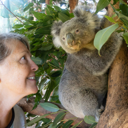 We need to be the voice for koalas - because they don't have one.