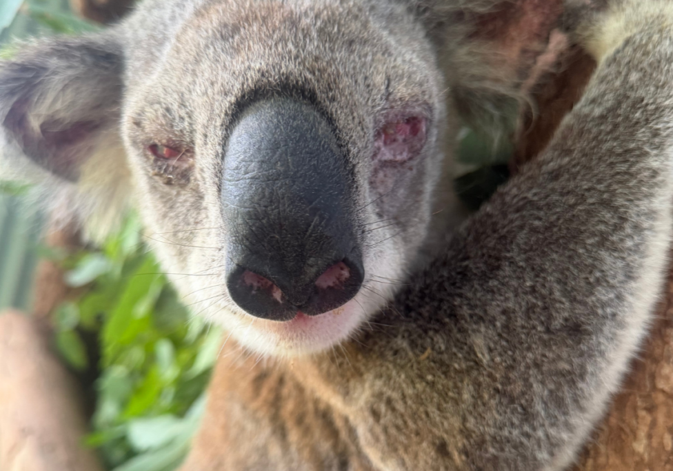Koala with very swollen and painful eyes as a result of Chlamydia conjunctivitis