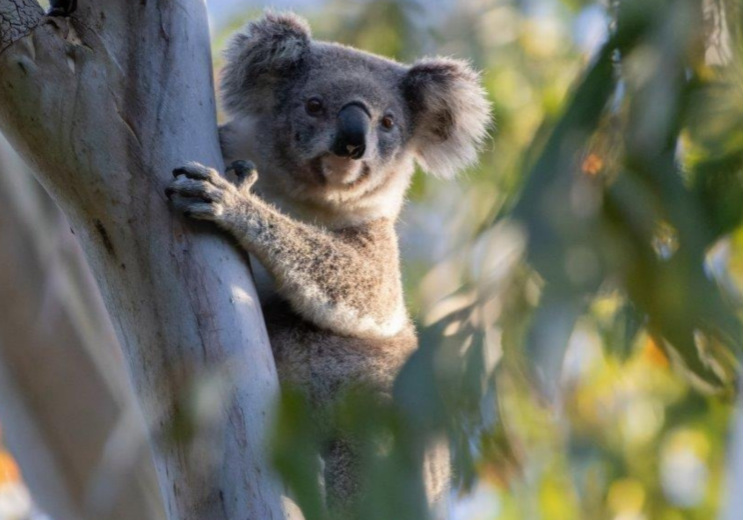 Koala Conversations - koala conservation Northern Rivers NSW
