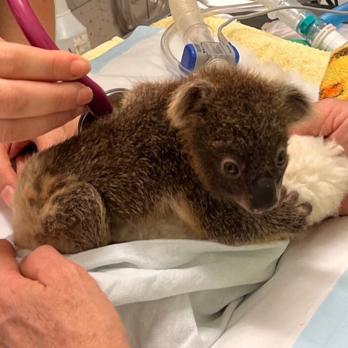 Koala-Hospital-Expansion-Fundraising-Campaign-small
