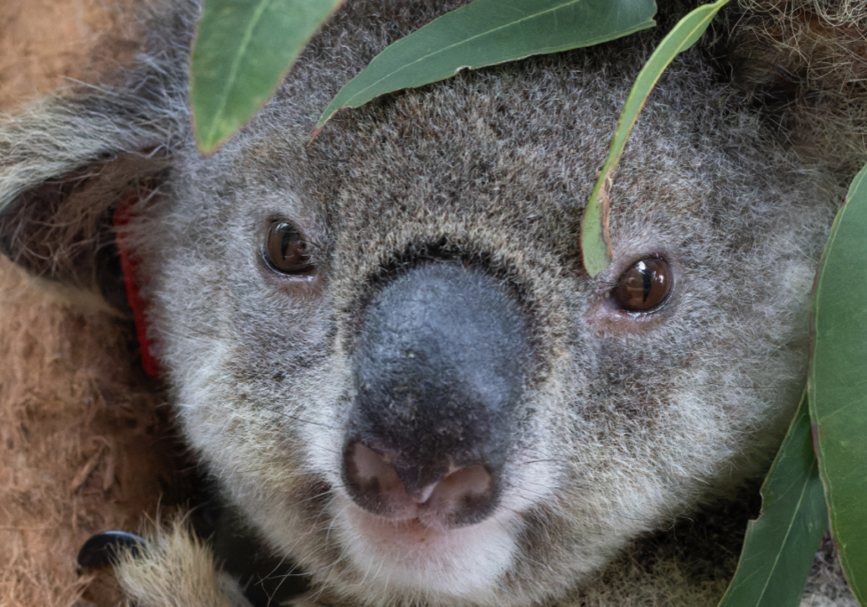 Koala Hospital July update