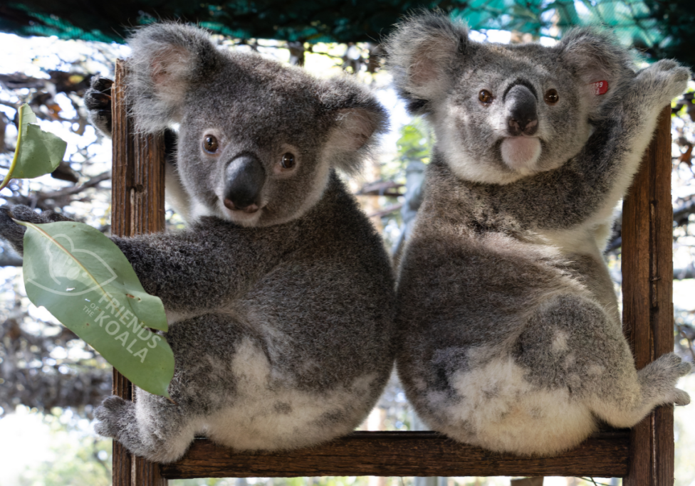 Friends of the Koala, Koala Kindy April 2024