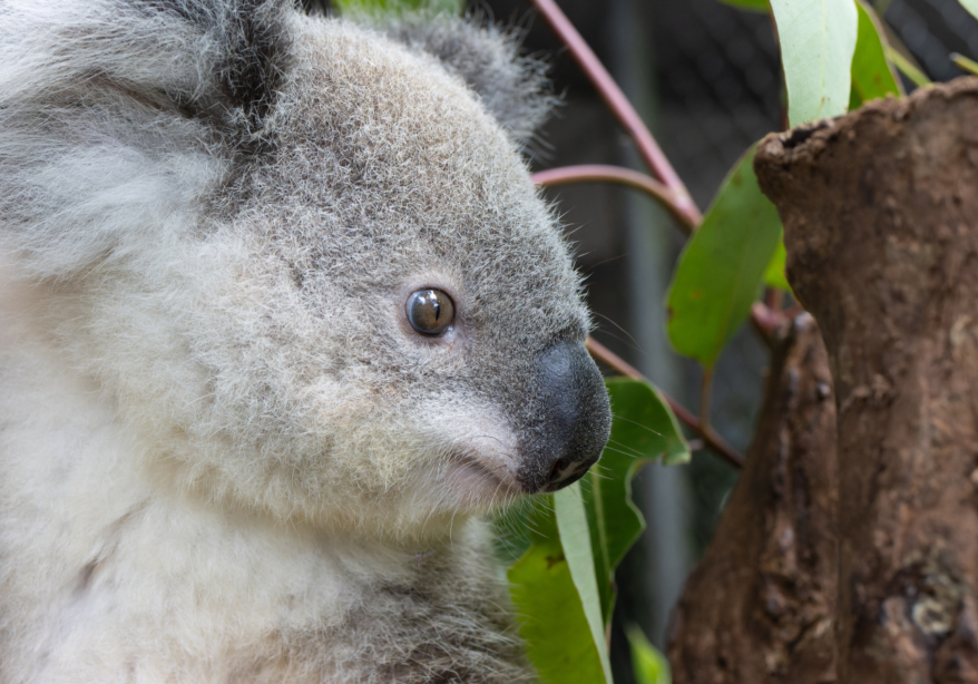 Koala Kindy February 2024