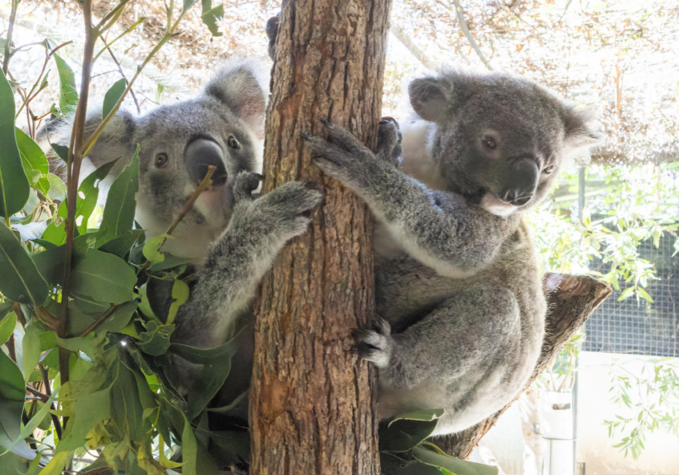 Koala Kindy and Care Centre April 2026(3)