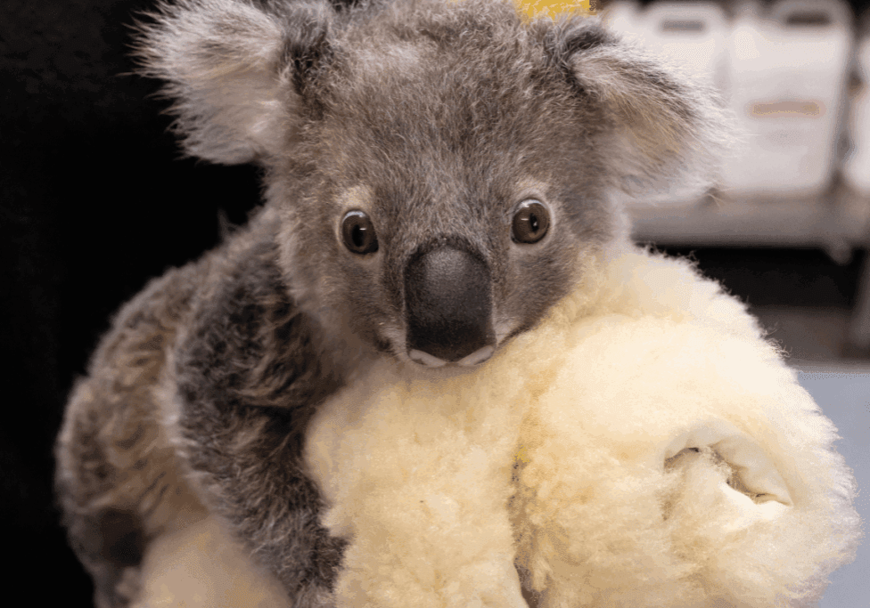 Koala Care Centre and Northern Rivers Koala Hospital