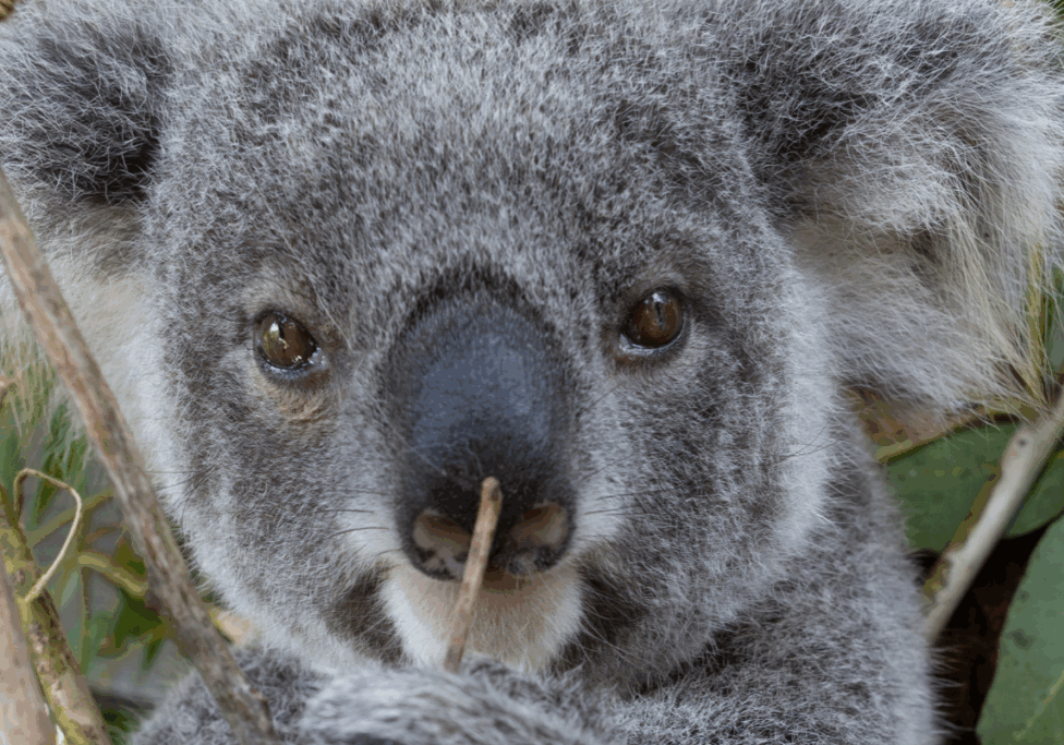 Koala Kindy and Care Centre Update Nov 25