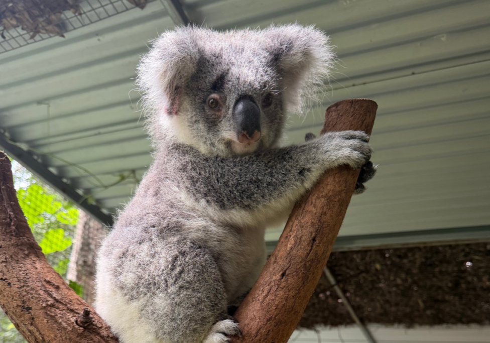 Koala Kindy and Care Centre update Feb 2026