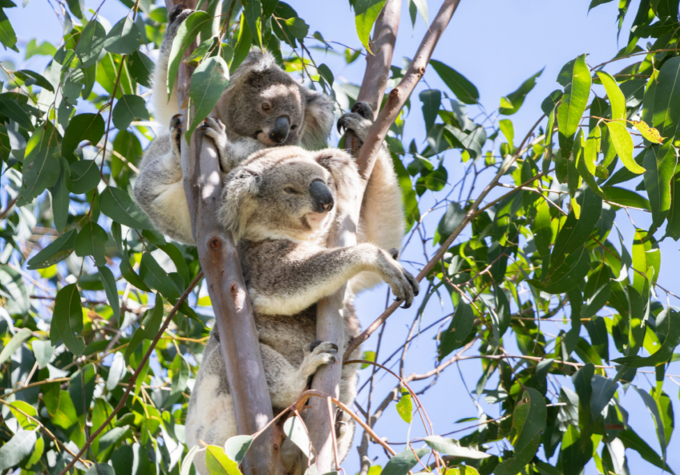 how long does a koala live