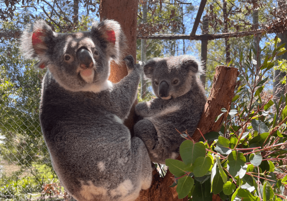 We are constructing three new runs joeys and resident koalas