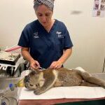 Koala-Research-1