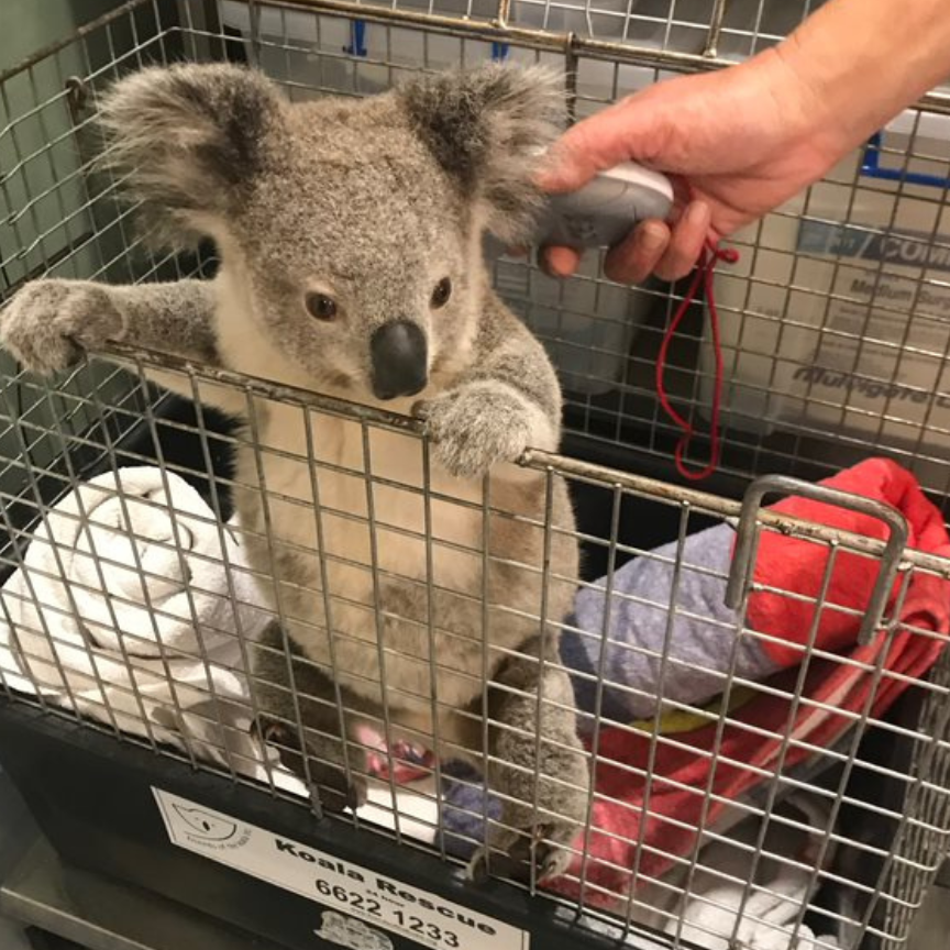 Koala rescue Northern Rivers NSW