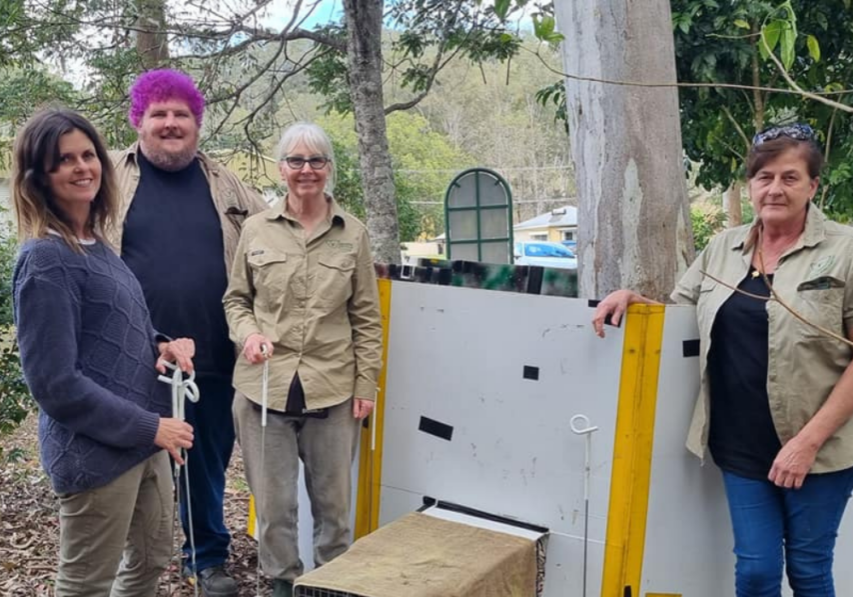 Become a koala volunteer