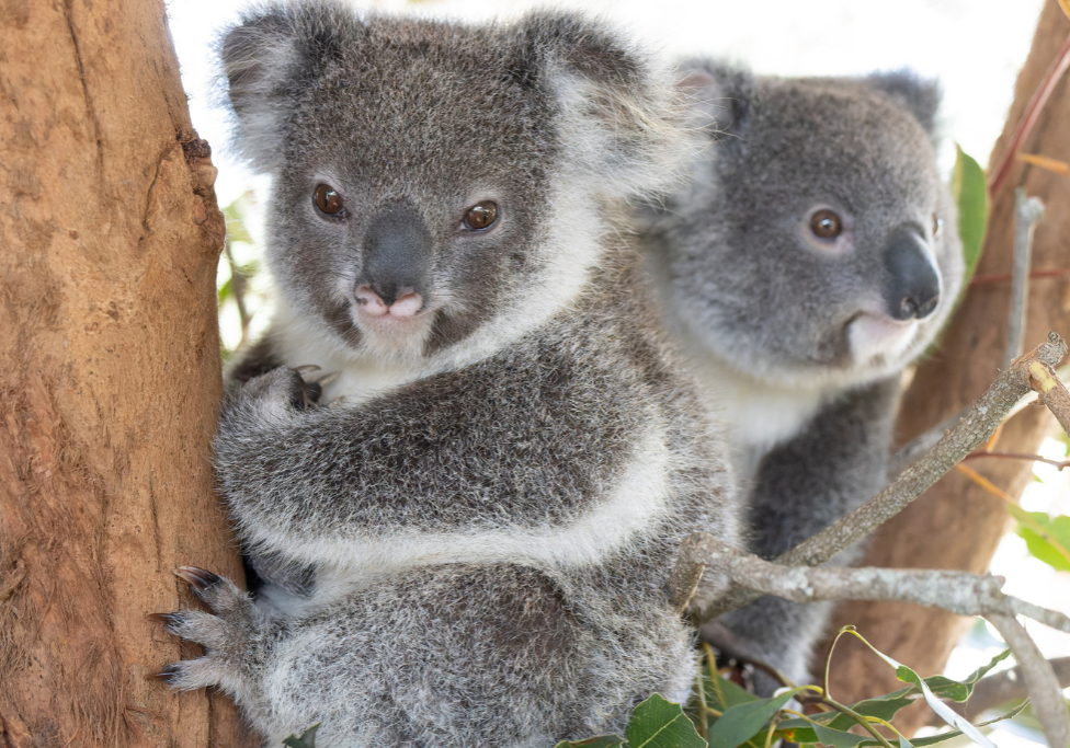Friends of the Koala - Koala Kindy October