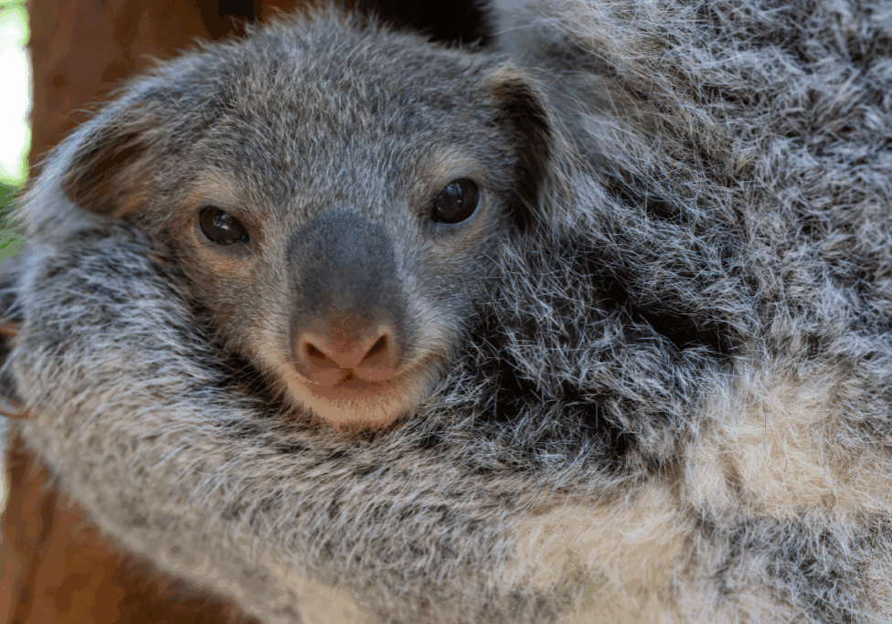 Mum and bub koala released back to the wild
