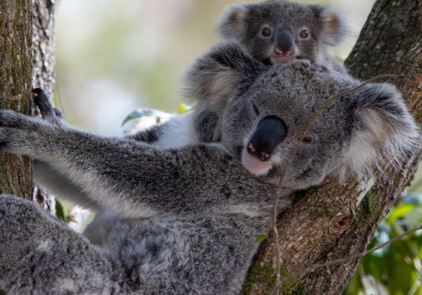 National Eucalyptus Day