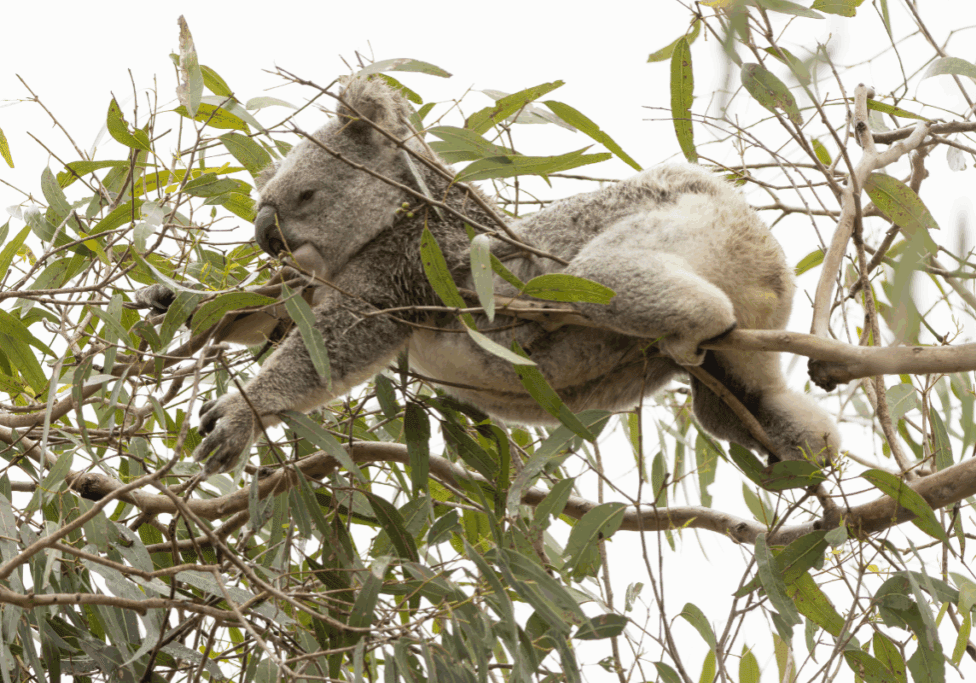 National Threatened Species Day