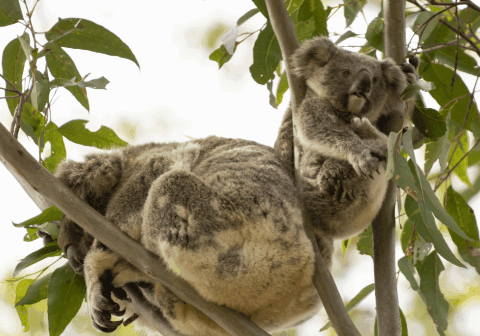 National Tree Day koala habitat restoration