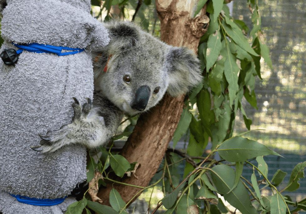 Northern Rivers Koala Hospital (2)
