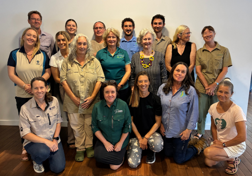 Northern Rivers koala conservation