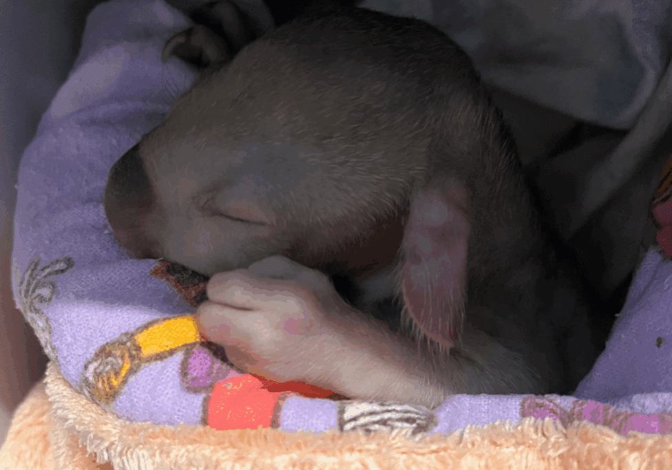 Five month old Quatro is in home care with Liz - what an adorable joey!