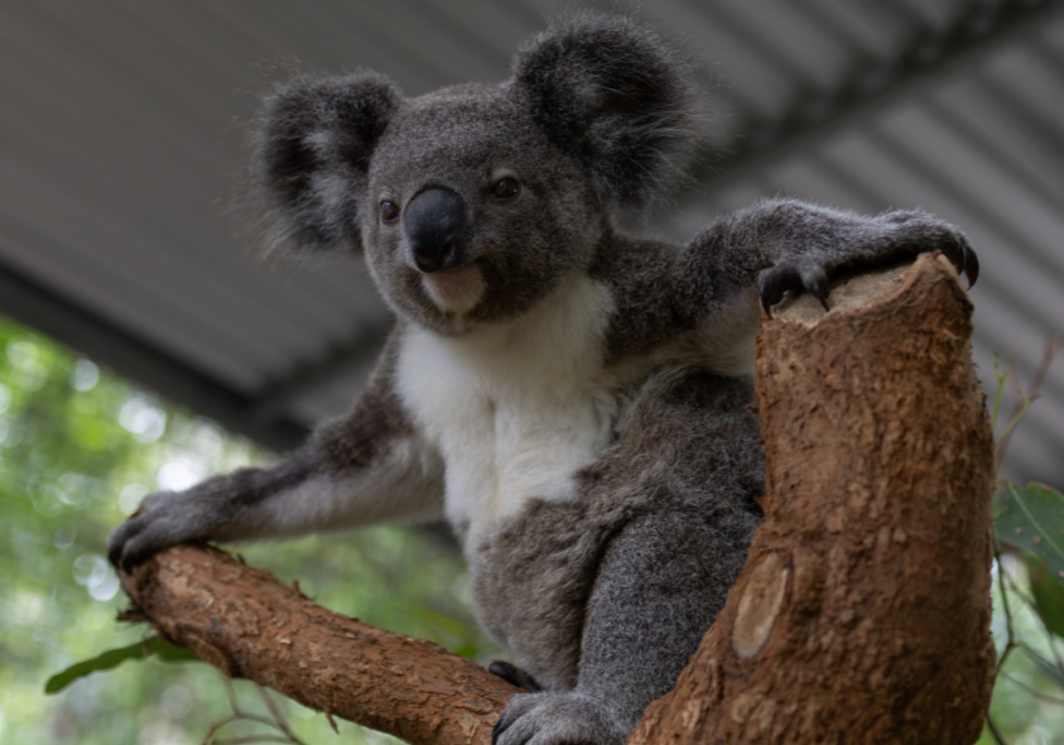 Rescue, treatment, rehabilitation and release of koalas(2)