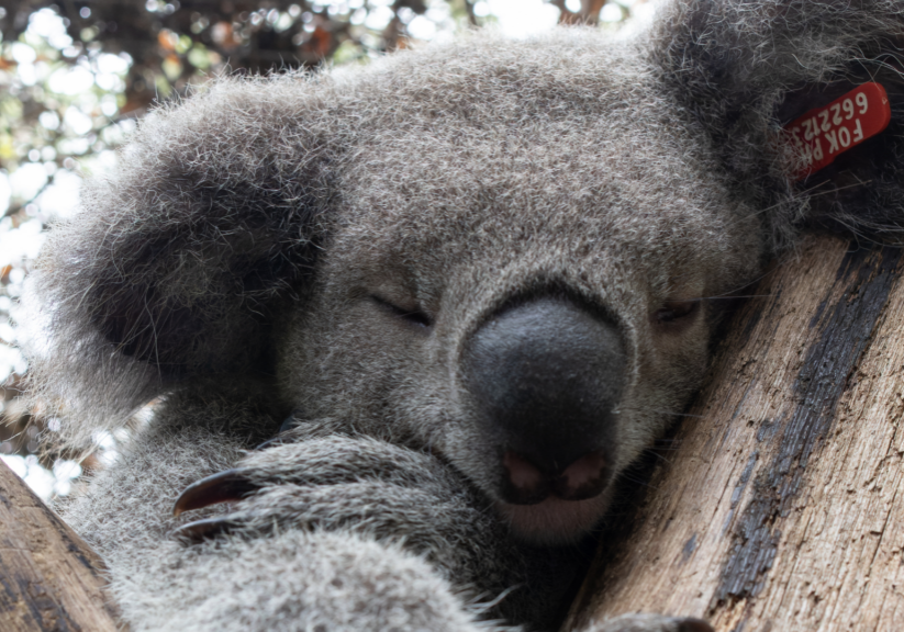 Restore Habitat, protect koalas(2)