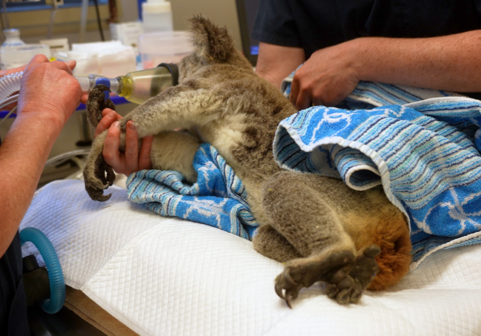 Koala Care and Veterinary Education: Our Partnership with Southern Cross University
