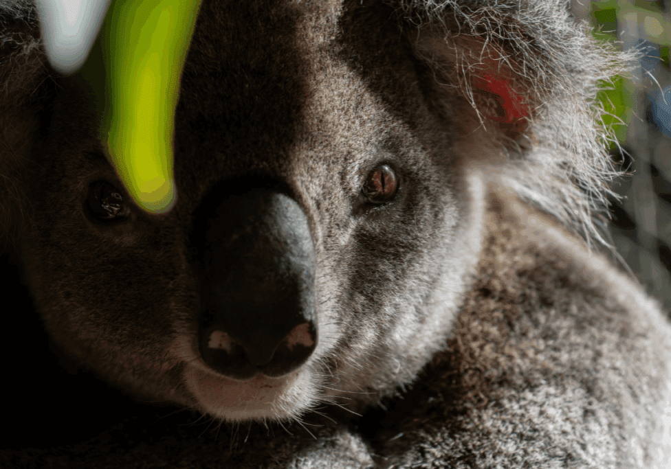 Statement on the Victorian Koala Crisis Statement on the Victorian Koala Crisis