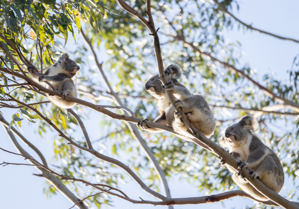 Summerland Bank Partnership with Friends of the Koala