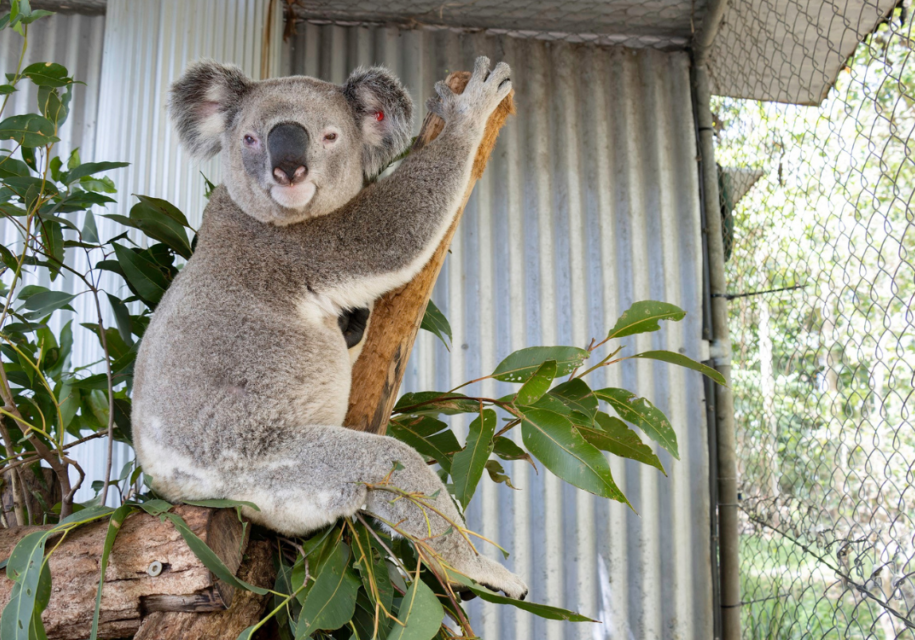 The rescue, rehabilitation and release of koalas