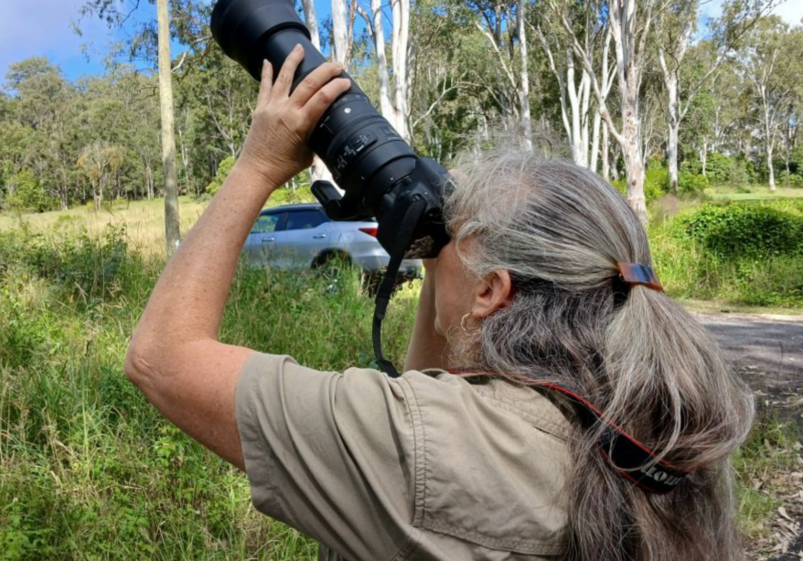 Volunteer with koalas in Australia