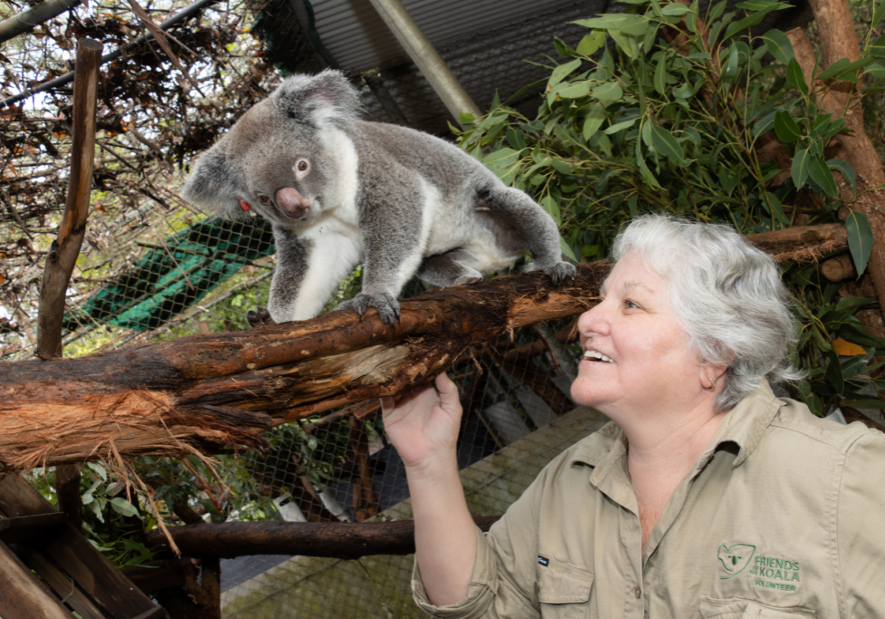 WWF-Australia and Koala partnership