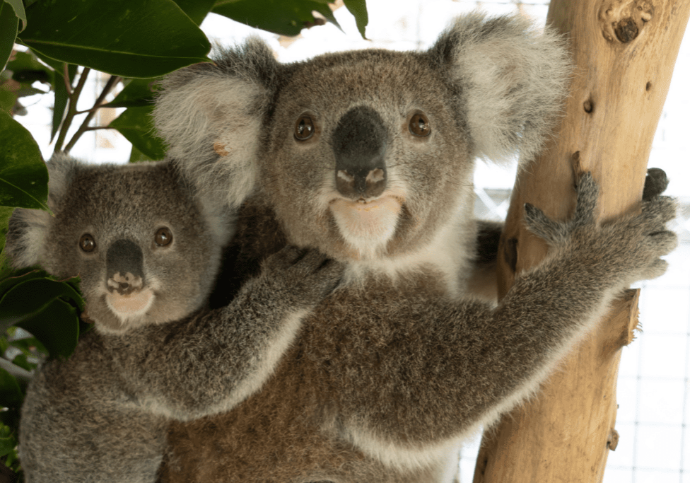 Ways to protect koalas in 2025