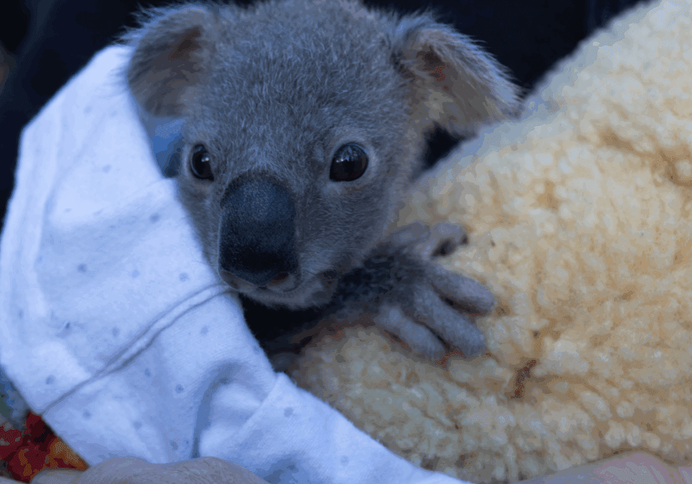 We are enjoying winter in the Northern Rivers with our koalas