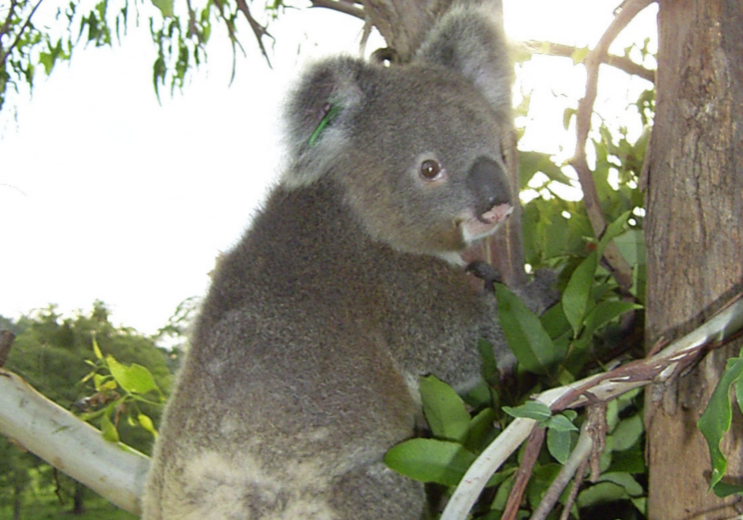 Wendy the Koala