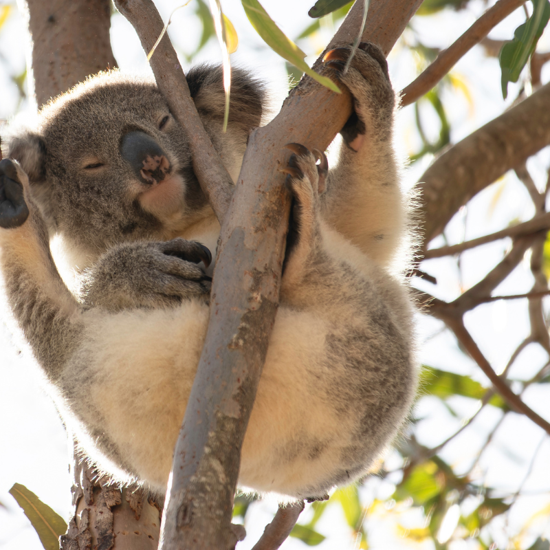 Sustainable actions for wildlife