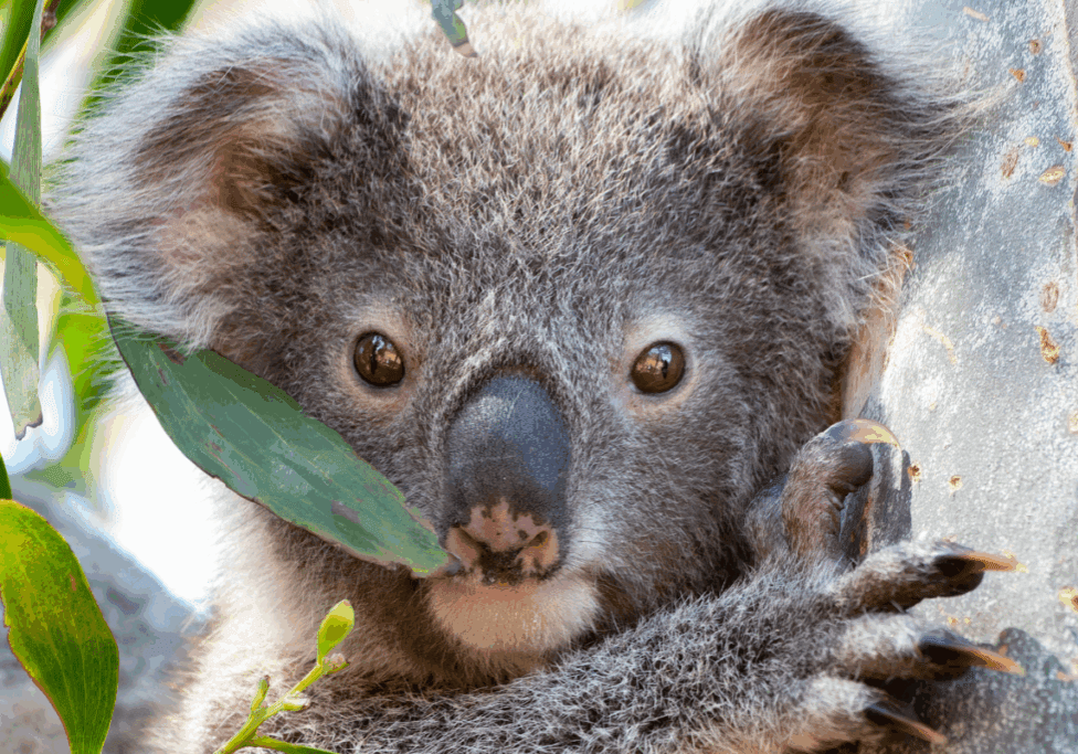 Why Conservation Matters(4)