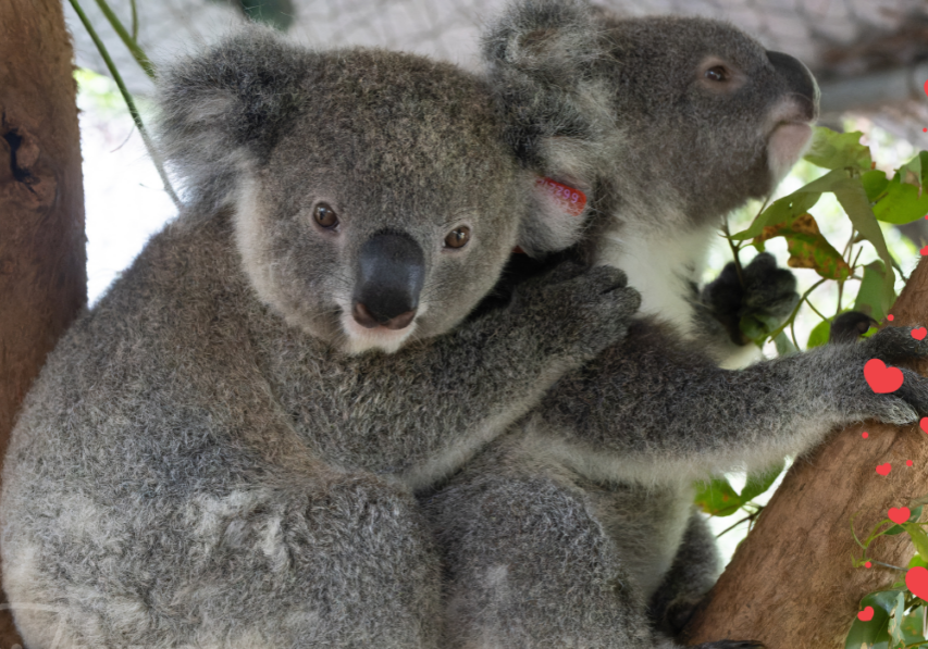 Wild Koala Valentine's Day(1)