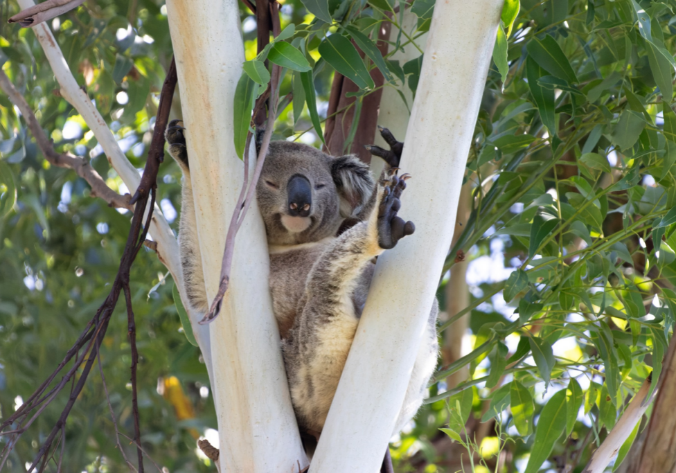 Friends of the Koala have seven koala food tree plantations