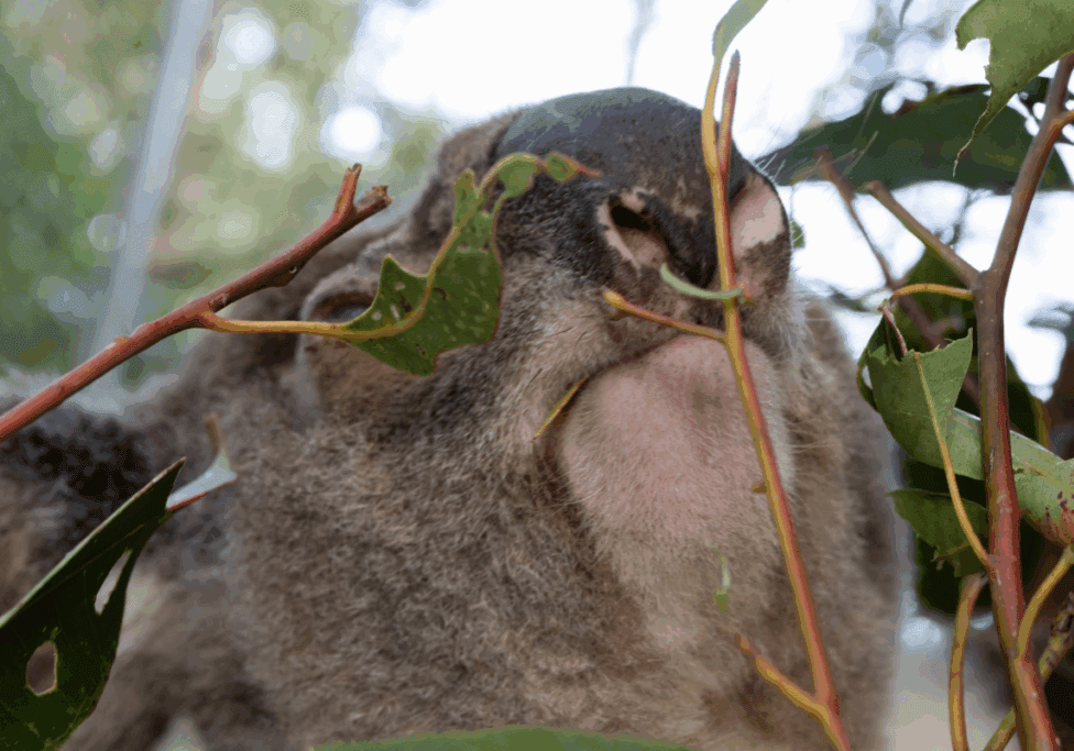 chlamydia vaccine for koalas(1)
