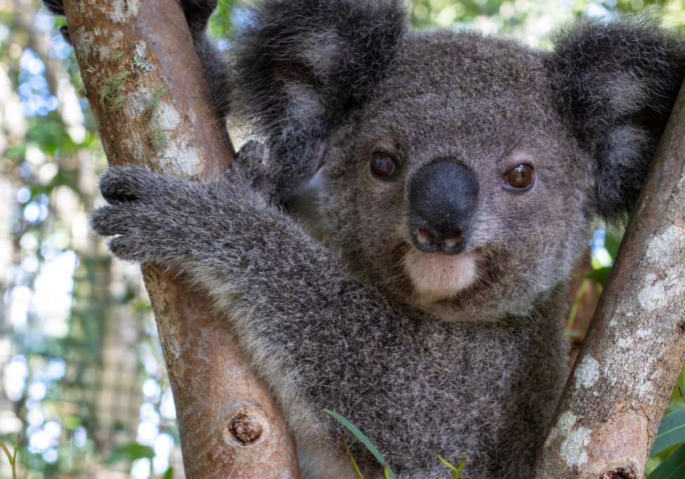 koalas in our care centre(12) koalas in our care centre(12)