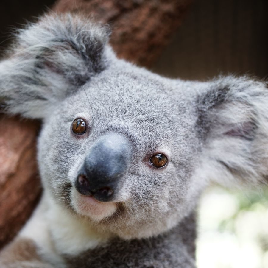 Celebrating 3 years of Koala Watch