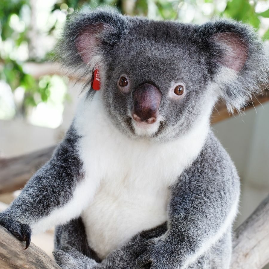 Adopt Charlotte the Koala