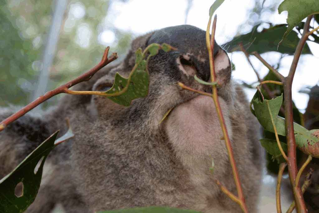 chlamydia vaccine for koalas(1)