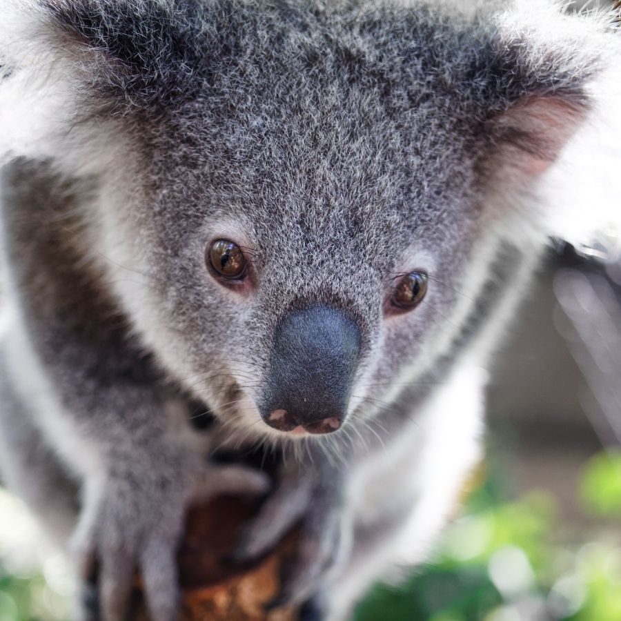 Dimples the koala: A tale of resilience